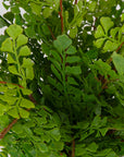 Maidenhair Fern - In Oxidized Container - Gray