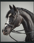 Horse - 48" x 72" Photography - Dark Gray