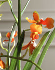 Dancing - Orchid In Glass Vase - Green,Orange