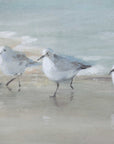 Tranquil Shorebirds On The Sand - Framed Print - Light Gray