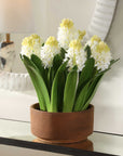 Sincerity - Potted Hyacinth Plant - Green