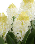 Sincerity - Potted Hyacinth Plant - Green
