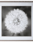 Dandelion Seedhead - Framed Print - Black