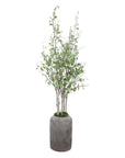 Aldis - Potted River Birch - Pearl Silver