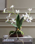 Clovis - Orchid Drop-In - White