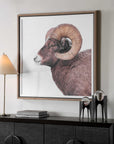 Big Horn - Sheep Framed Print - Black / Brown / White