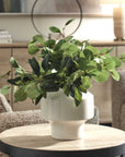 Essence Eucalyptus - Accent & Vase - Green / White