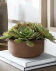 Sable Succulent - Accent In Pot - Brown / Green