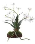 Clovis - Orchid Drop-In - White