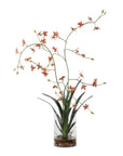 Dancing - Orchid In Glass Vase - Green,Orange