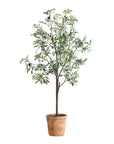 Olea - Potted Olive Tree - Green