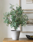 Marisol - Potted Olive Plant - Gray / Green