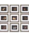 Resting Bunny - Framed Prints (Set of 9) - Dark Brown
