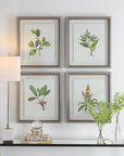 Wildflower Study - Framed Prints (Set of 4)
