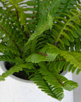 Boston Fern - In White Ceramic Pot - White