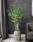 Aldis - Potted River Birch - Pearl Silver