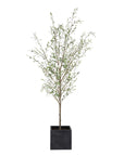 Abundance - Potted Olive Tree - Black