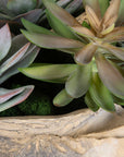Seaside Breeze - Succulents - Light Brown