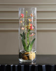 Mariposa - Orchid - Pink
