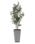 Sonora Olive - Tree In Planter - Gray / Green
