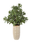 Crassula Jade - Accent Plant - Beige