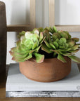 Sable Succulent - Accent In Pot - Brown / Green