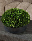 Verdana - Boxwood Centerpiece In Bowl - Gray / Green
