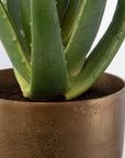 Arabia - Aloe Planter - Brown