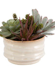 Mesa Succulent Accent - Pearl Silver