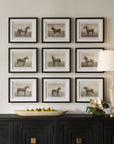 Equine Dynasty - Framed Prints (Set of 9)