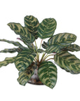 Peacock - Plant Accent - Green