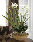 Moth Orchid - Planter - Green
