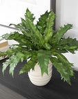 Verdure Fern - In Glazed Pot - White