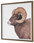 Big Horn - Sheep Framed Print - Black / Brown / White