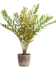 Zamia - Palm Accent In Planter - Green