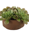 Sable Succulent - Accent In Pot - Brown / Green