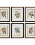 Orchid - Botanical Framed Prints (Set of 6) - Black / Blue / Gold / Green / Orange / Pink / Purple / Red