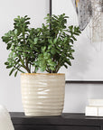 Crassula Jade - Accent Plant - Beige