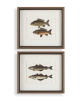 The Catch - Framed Fish Prints (Set of 2) - Black / Brown / Gray / Green / Orange / Woodtone