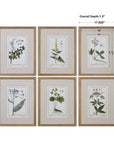 Green Floral Botanical Study - Prints (Set of 6) - Green