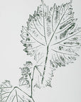 Nature's - Script Framed Botanical Prints (Set of 9) - Gold / Green / White