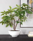 Pachira - Money Tree - White