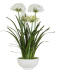 Purity Agapanthus - Centerpiece