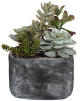 Alverio - Desert Garden Succulents - Pearl Silver