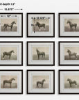 Equine Dynasty - Framed Prints (Set of 9)