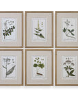 Green Floral Botanical Study - Prints (Set of 6) - Green