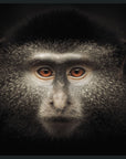 Monkey - 48" x 72" Photography - Black