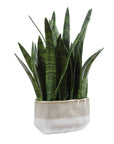 Sansera Snake - Accent Plant - Green