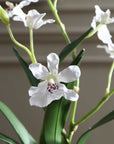 Clovis - Orchid Drop-In - White