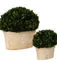 Preserved Boxwood - Oval Domes (Set of 2) - Beige